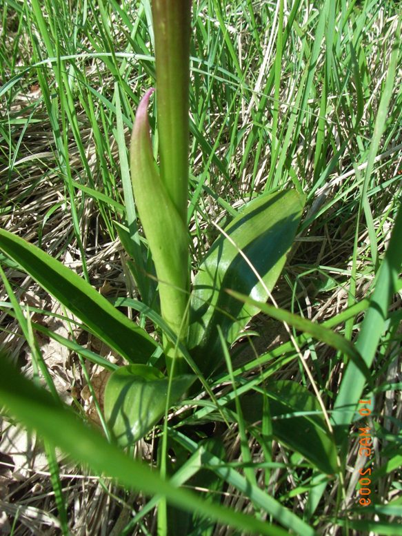 Orchis mascula